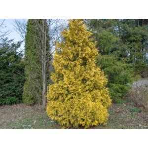 Cyprusovec leylandský (Cupressocyparis leylandii) ´CASTLEWELLAN GOLD´ - výška 110-130 cm, kont. C3L 